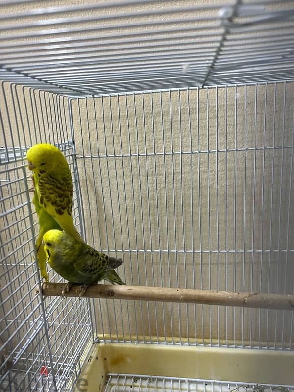 budgies pair available 1