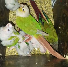 للبيع زوج كنيورFor sale a pair of conures 0