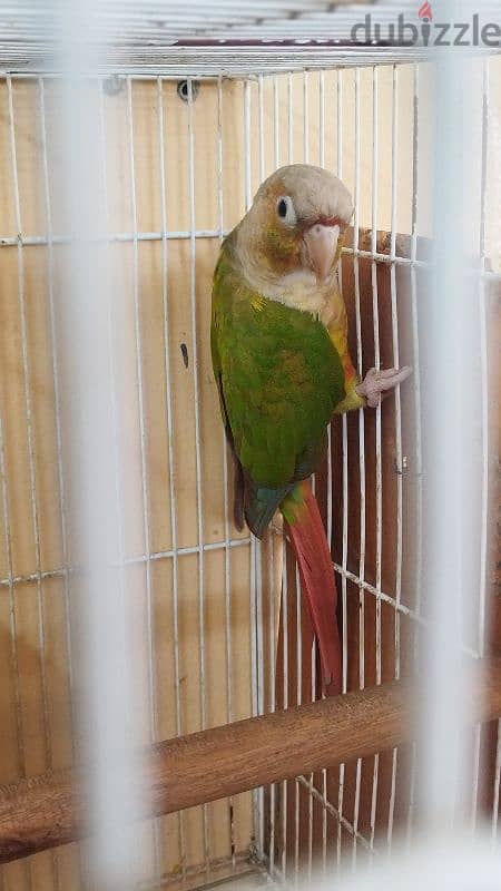 للبيع زوج كنيورFor sale a pair of conures 2