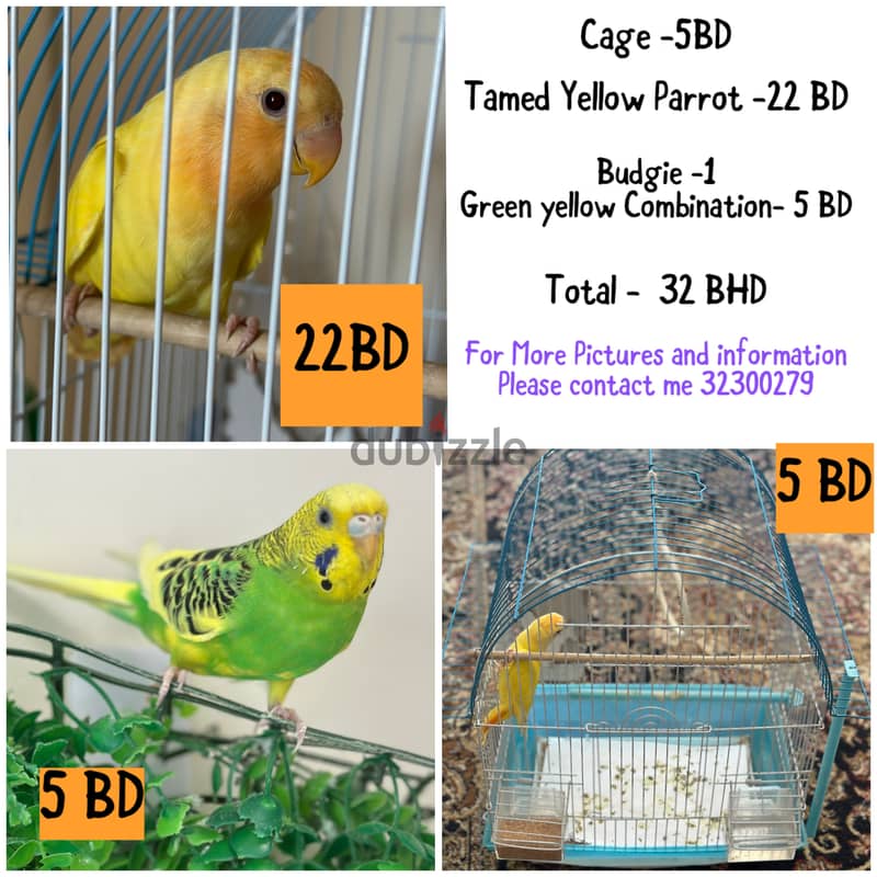 1 Tamed Yellow Bird & 1 Budgie &1 Cage 0