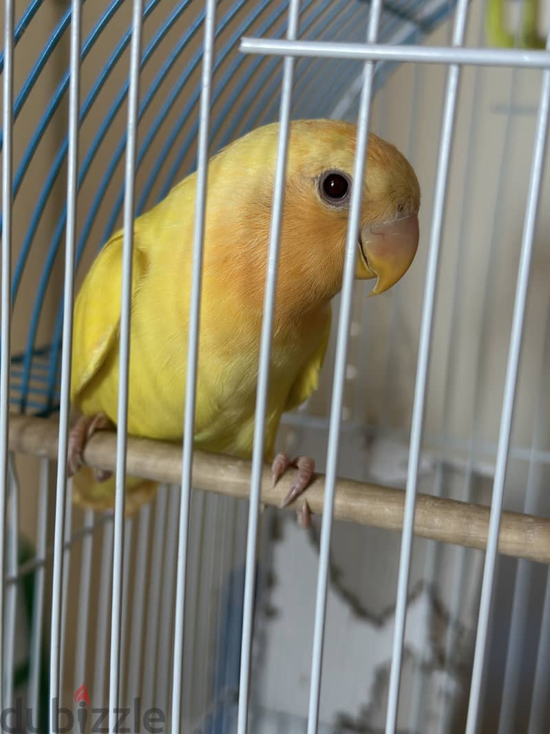 1 Tamed Yellow Bird & 1 Budgie &1 Cage 1