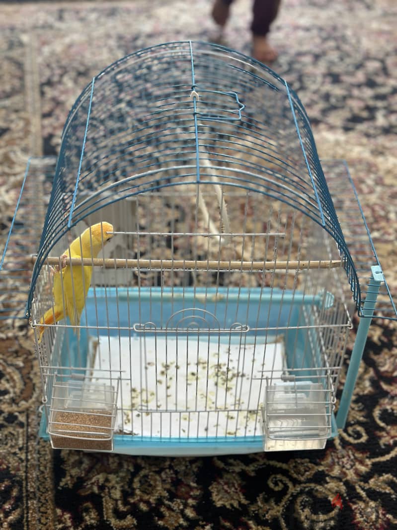 1 Tamed Yellow Bird & 1 Budgie &1 Cage 3