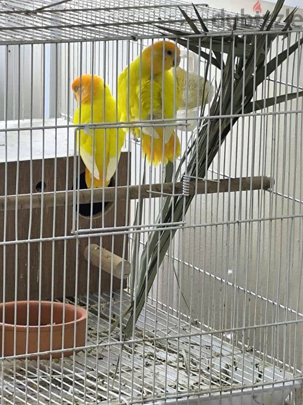 1 Orange obline breeding pair for sale/ 5