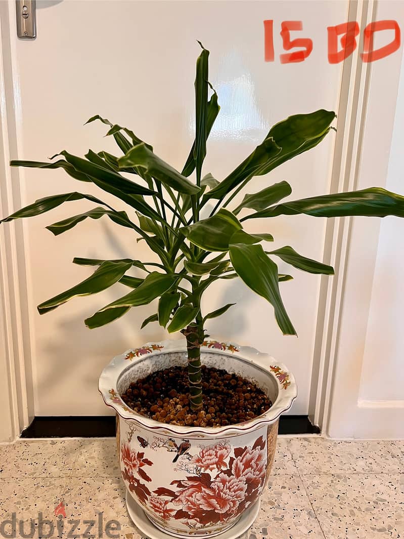 Indoor plants (60-90cm height) 1