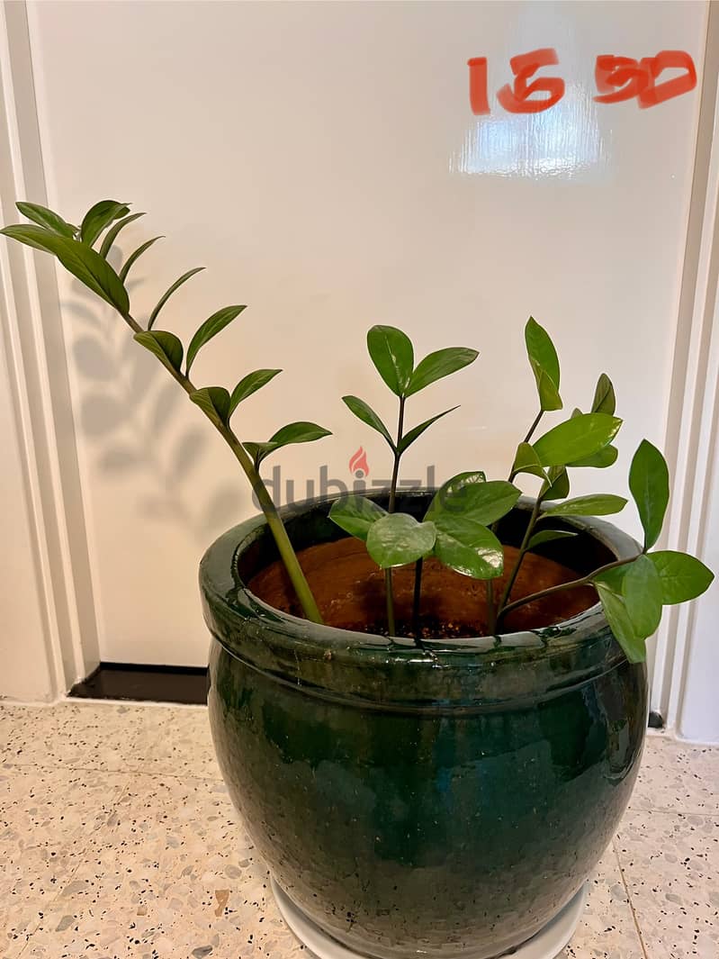 Indoor plants (60-90cm height) 3