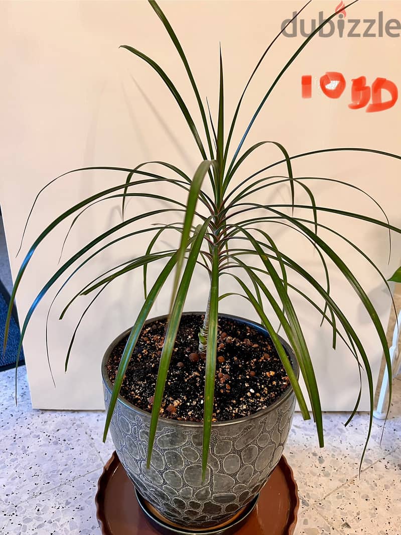 Indoor plants (60-90cm height) 4