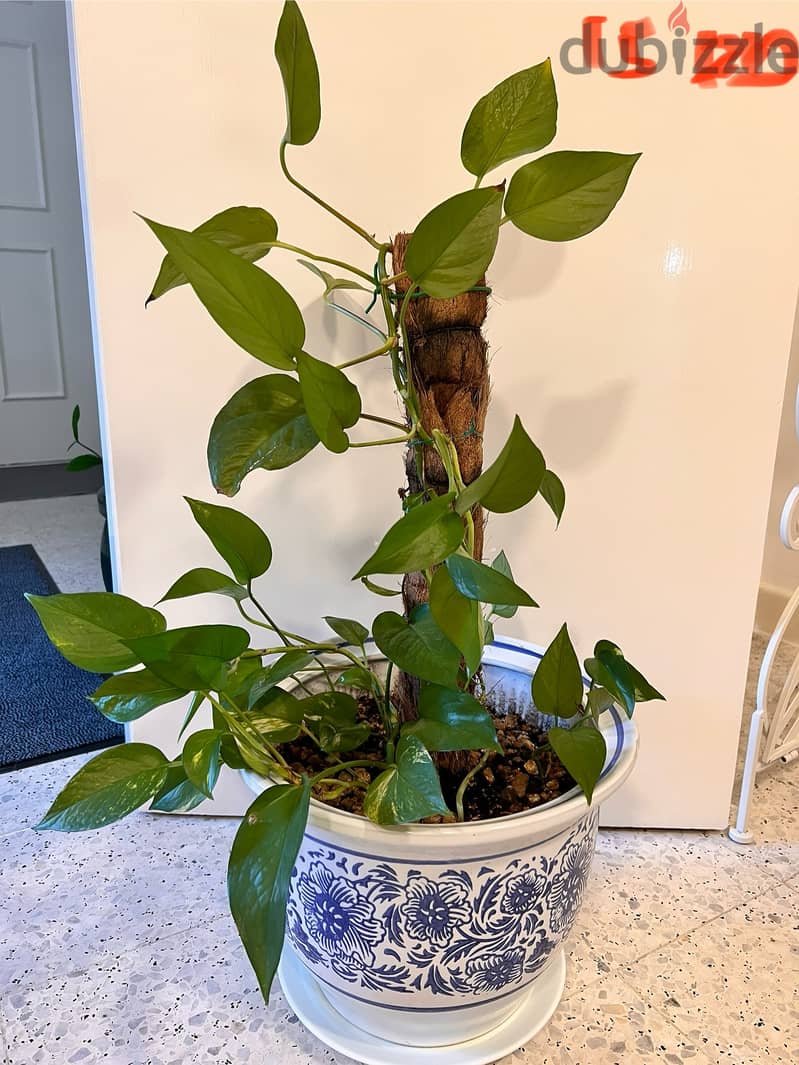 Indoor plants (60-90cm height) 5