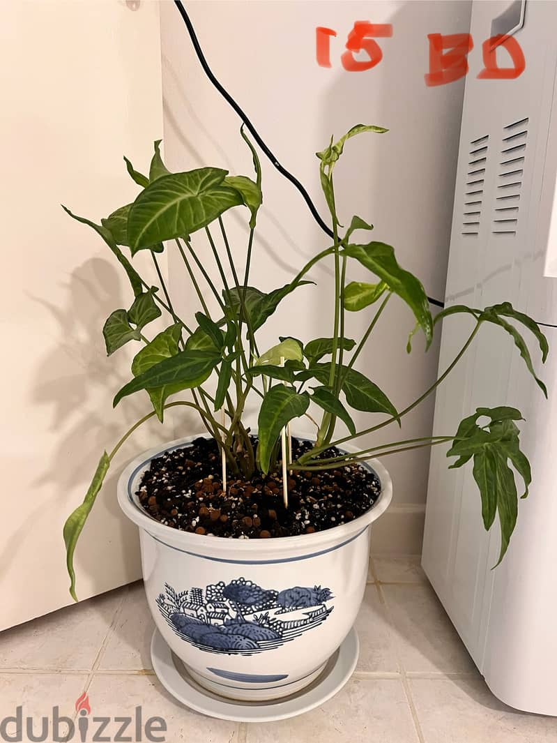 Indoor plants (60-90cm height) 6