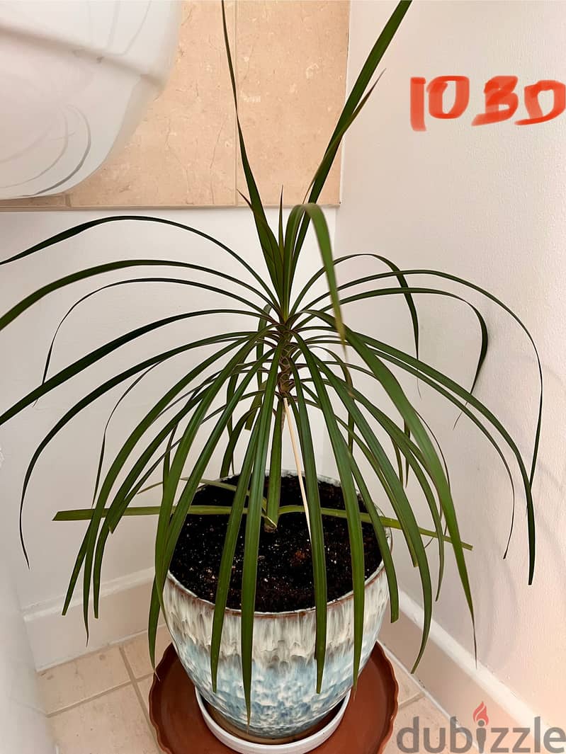 Indoor plants (60-90cm height) 7