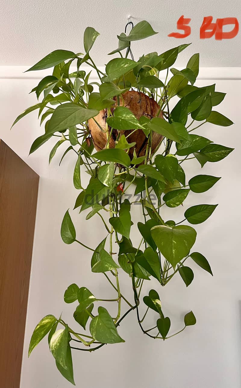 Indoor plants (60-90cm height) 8