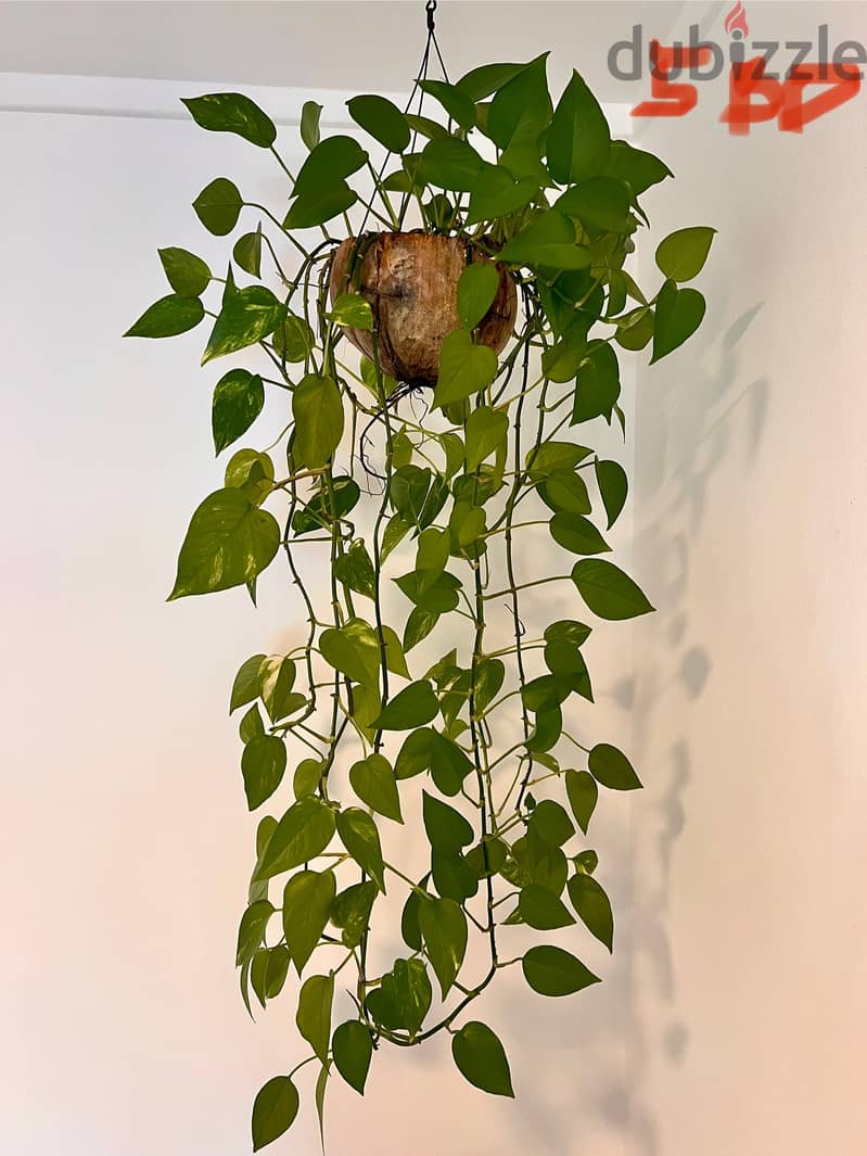 Indoor plants (60-90cm height) 9