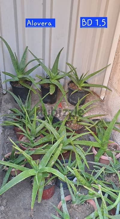 indoor and outdoor plants