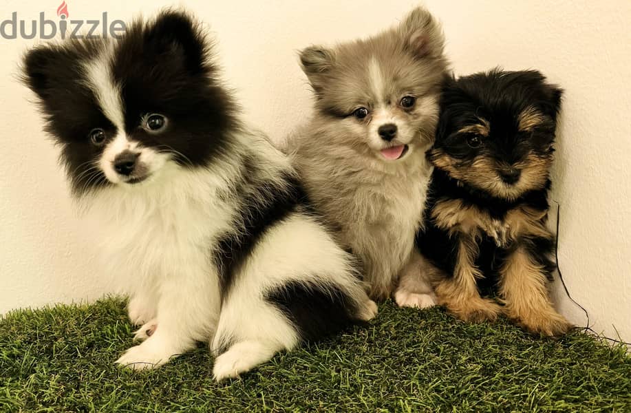 GOLDEN RETRIEVER, YORKI, POMERANIAN, 1