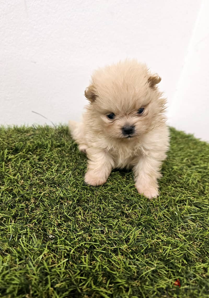 GOLDEN RETRIEVER, YORKI, POMERANIAN, 6