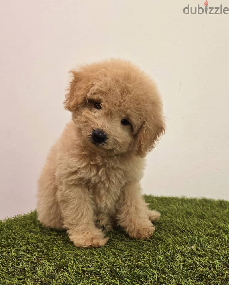 GOLDEN RETRIEVER, YORKI, POMERANIAN, 8