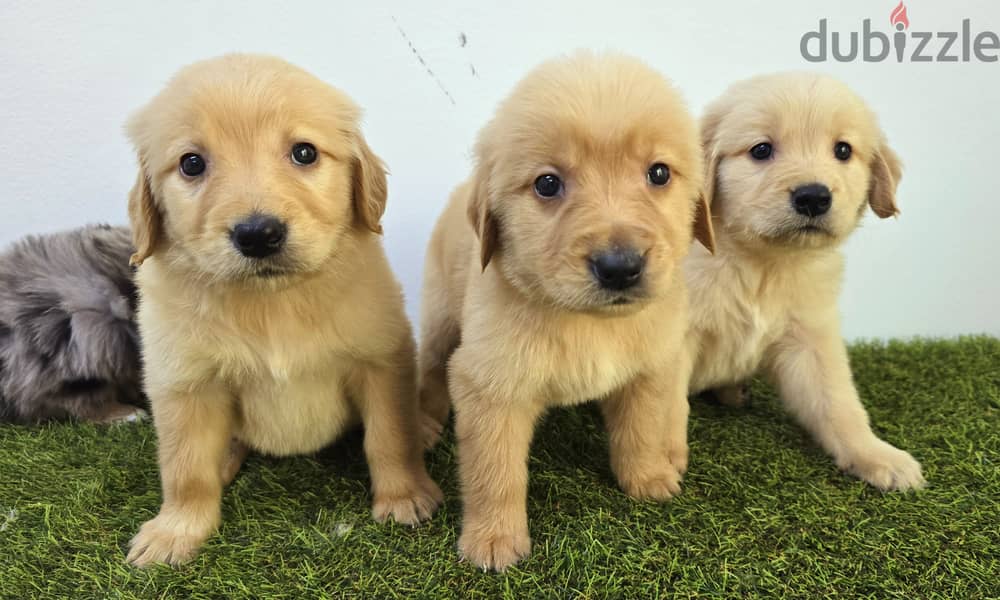 GOLDEN RETRIEVER, YORKI, POMERANIAN, 11