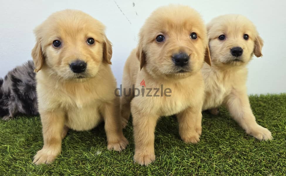 GOLDEN RETRIEVER, YORKI, POMERANIAN, 12