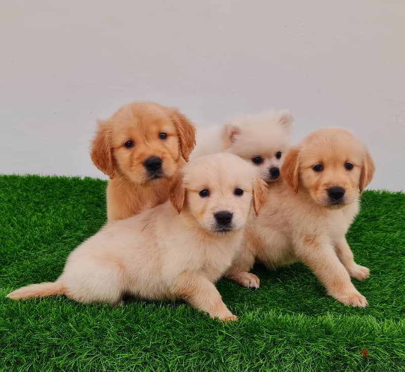 GOLDEN RETRIEVER, YORKI, POMERANIAN, 18