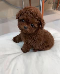 Perfect Poodle for sale. WhatsApp me +1 (908) 768‑4279 0