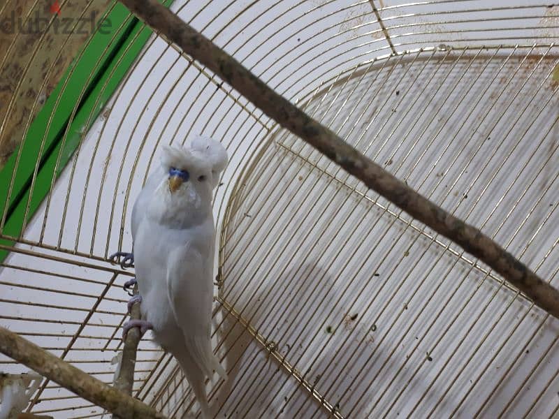 English budgies urgent for sale. . 0