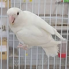 12mounth albino lovebird bahrain breed 0