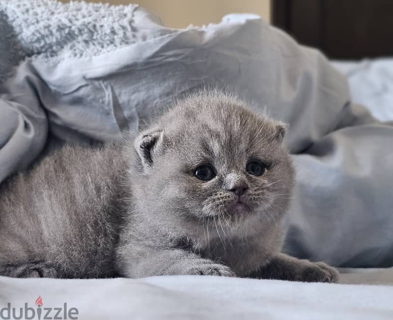 Scottish fold 0