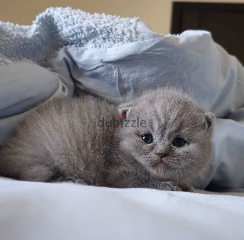 Scottish fold 1