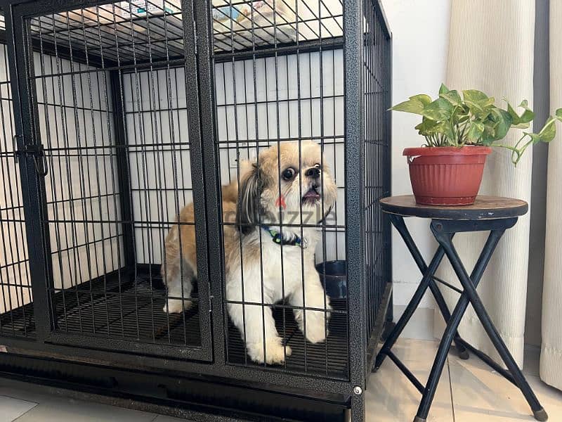 Adorable 1-Year-Old Shih Tzu Puppy for Sale with Cage & Passport! 0