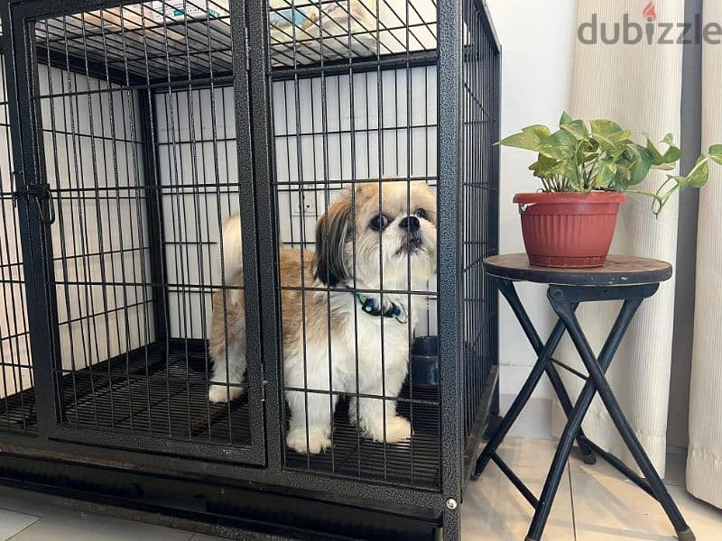 Adorable 1-Year-Old Shih Tzu Puppy for Sale with Cage & Passport! 1