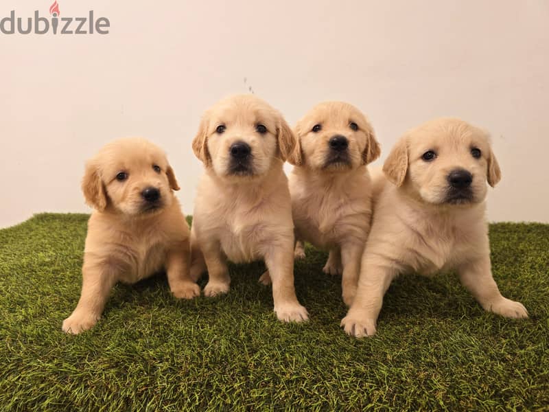 Golden retriever, pomeranian, mini toy poodle, yorki 0