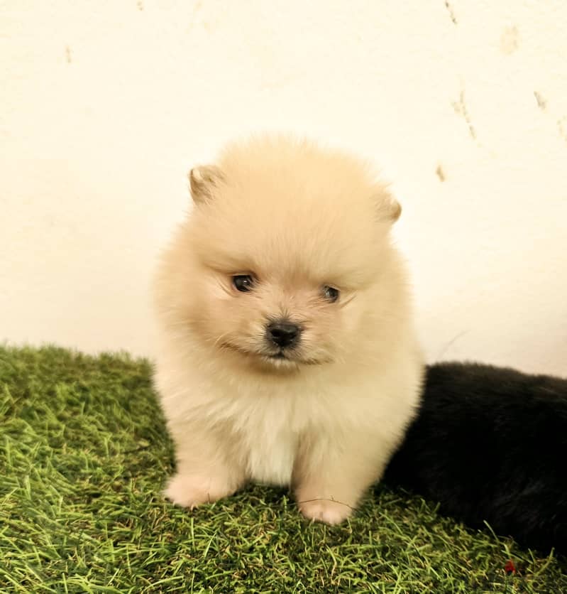 Golden retriever, pomeranian, mini toy poodle, yorki 2