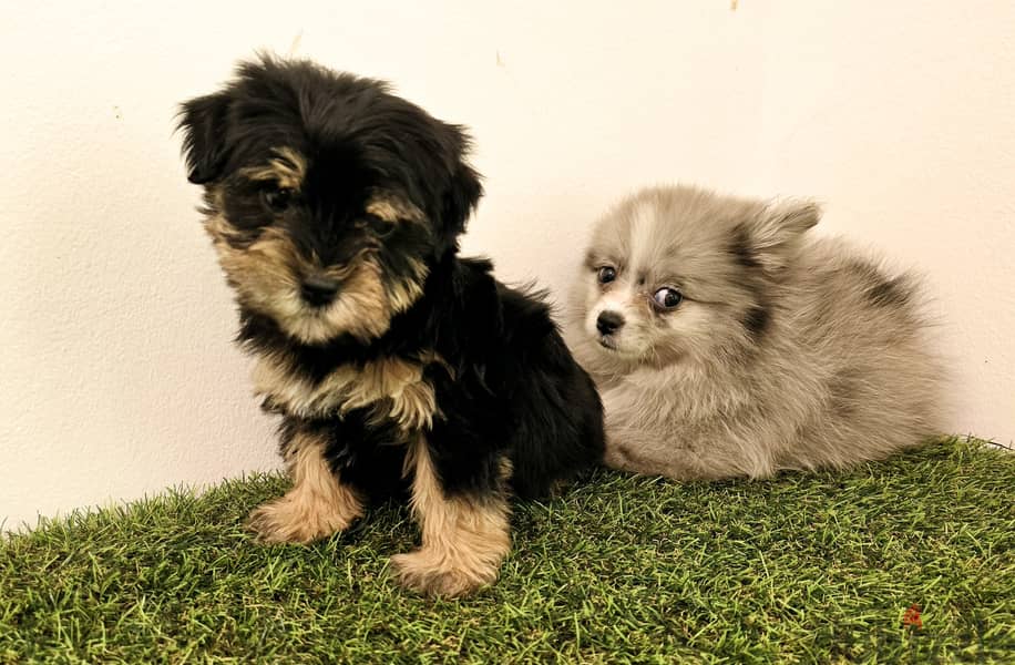 Golden retriever, pomeranian, mini toy poodle, yorki 4