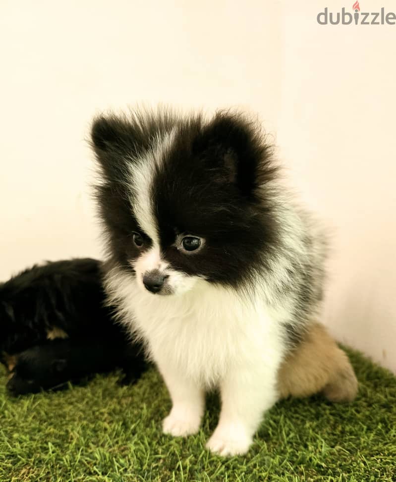 Golden retriever, pomeranian, mini toy poodle, yorki 6