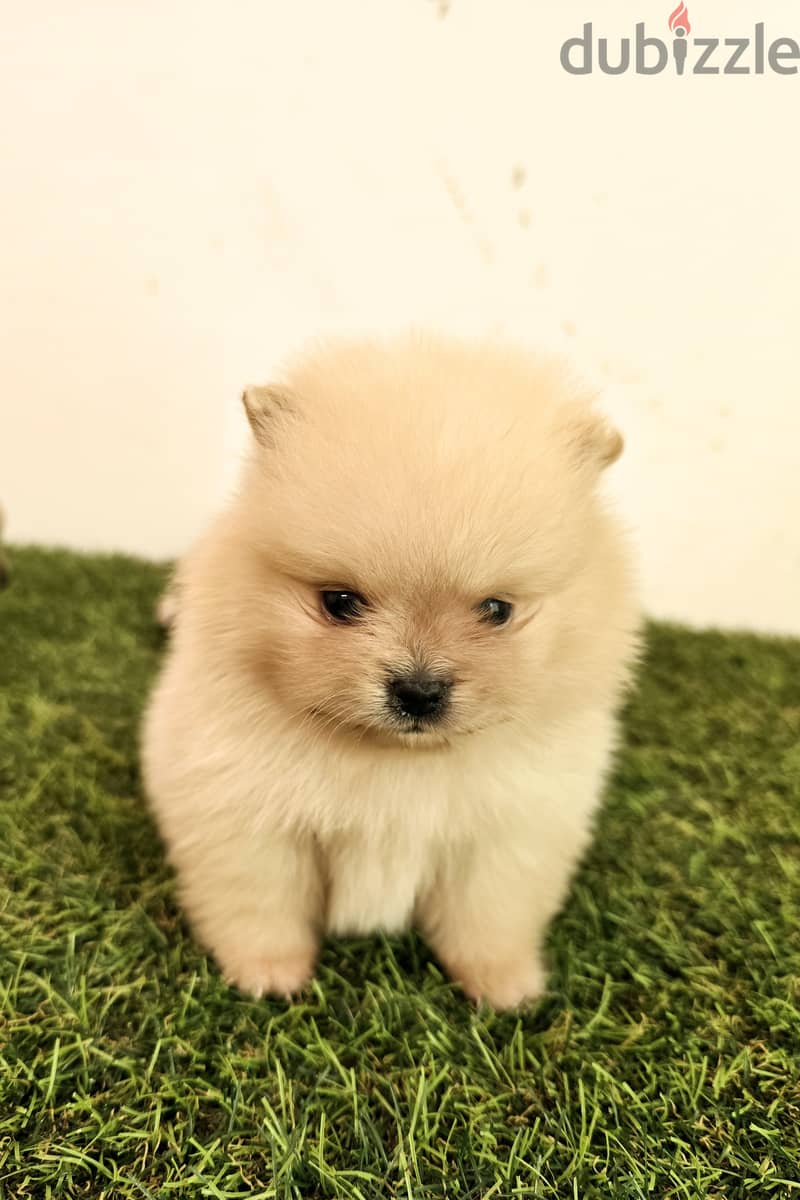 Golden retriever, pomeranian, mini toy poodle, yorki 7