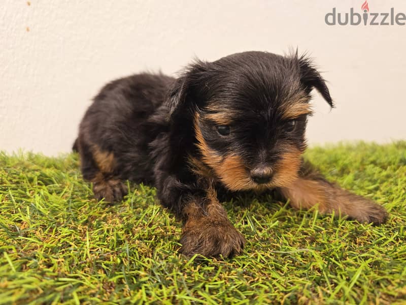 Golden retriever, pomeranian, mini toy poodle, yorki 8