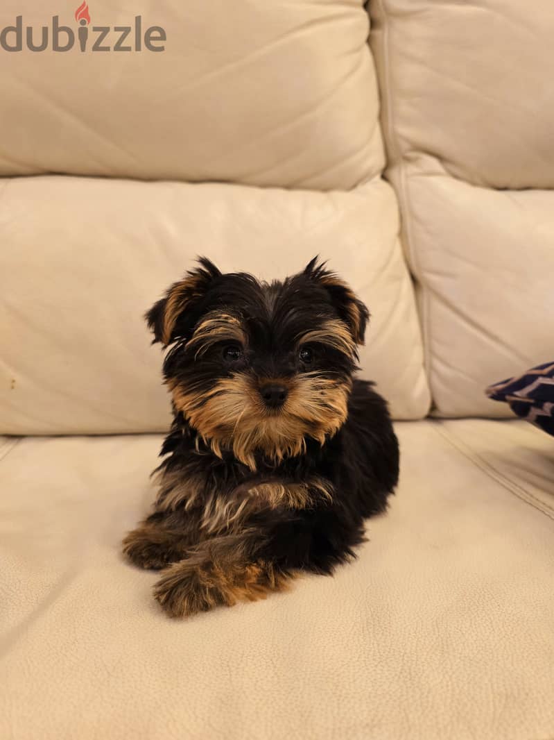 Golden retriever, pomeranian, mini toy poodle, yorki 11