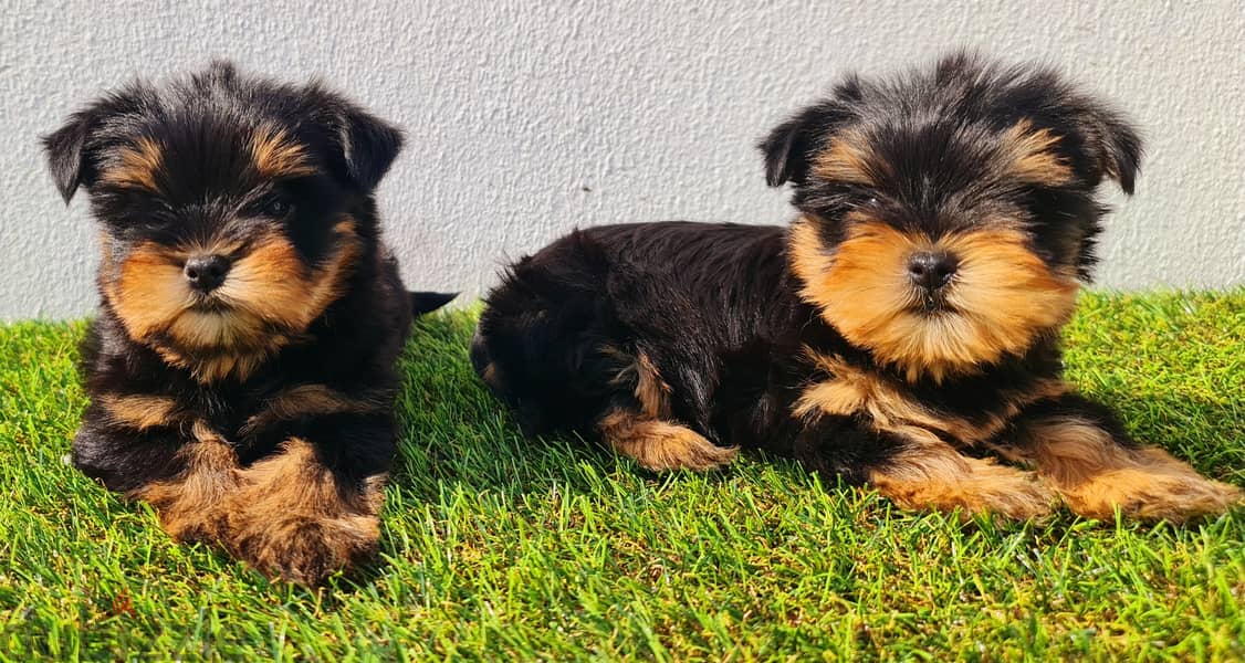 Golden retriever, pomeranian, mini toy poodle, yorki 12