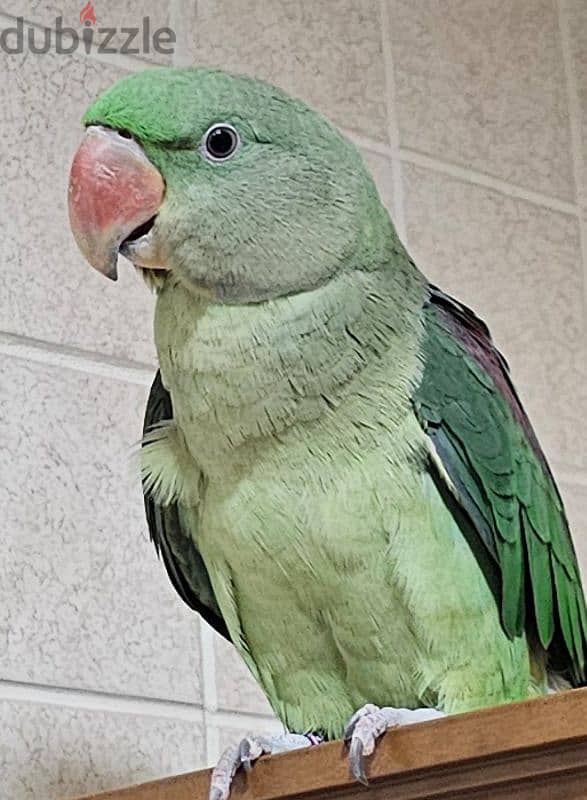 Nepalese bird طير نيبالي للبيع 0