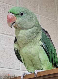 Nepalese bird طير نيبالي 0