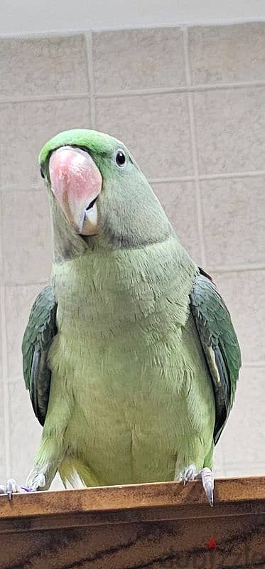 Nepalese bird طير نيبالي 3