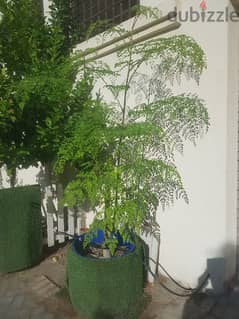 moringa tree in big pot. and pots 0