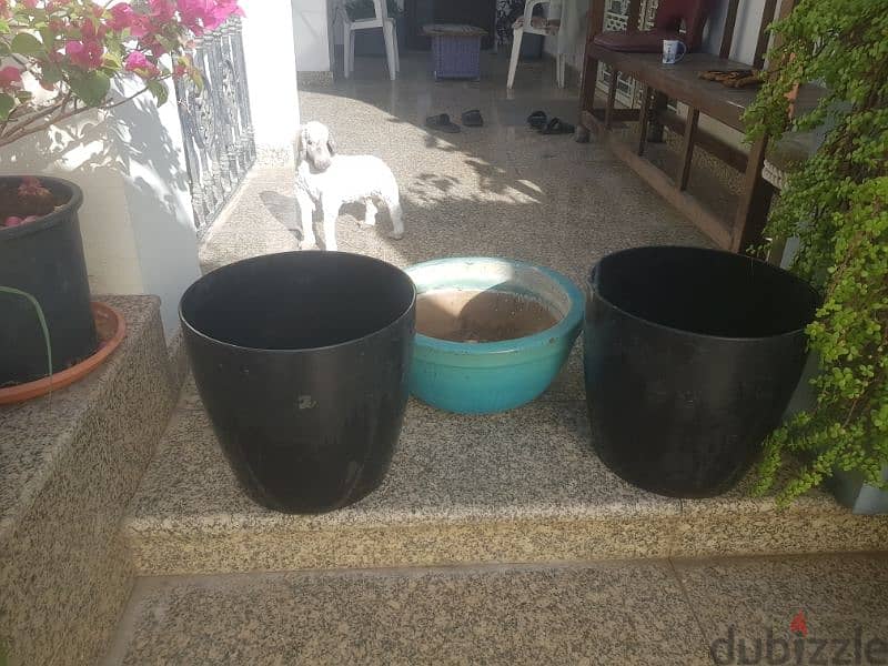 moringa tree in big pot. and pots 1