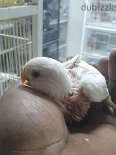 albino babe for sale 10 nd 0