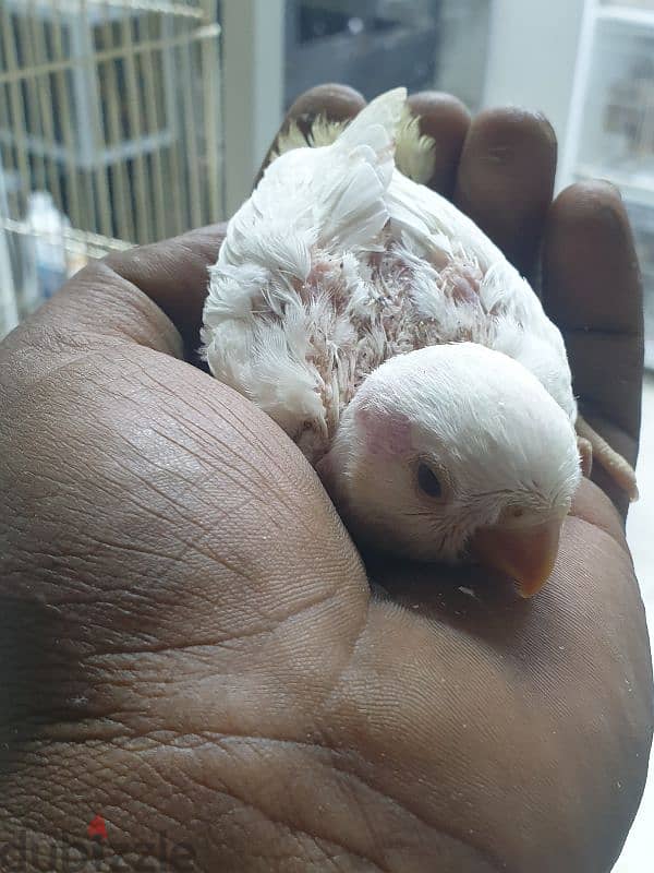 albino babe for sale 10 nd 1