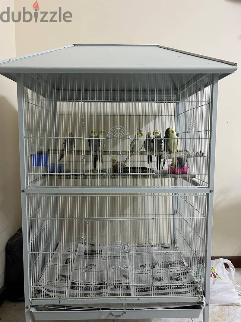 Birds for sale(Cockatiel) 0