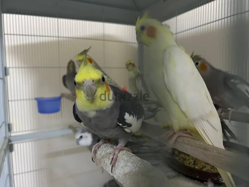 Birds for sale(Cockatiel) 1