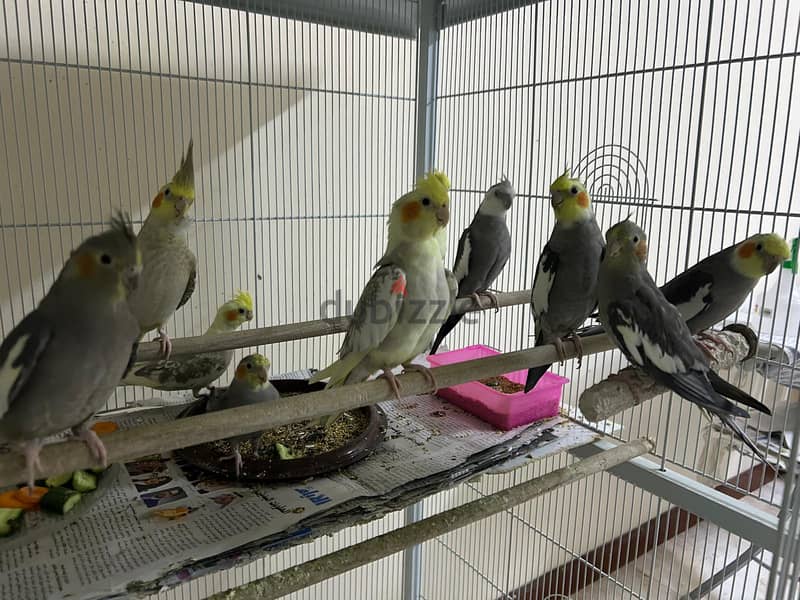 Birds for sale(Cockatiel) 5