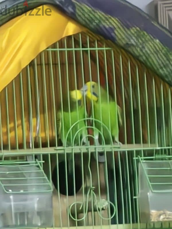 green budgies pair 0