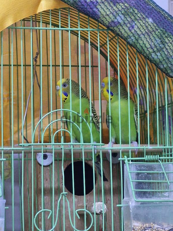 green budgies pair 1