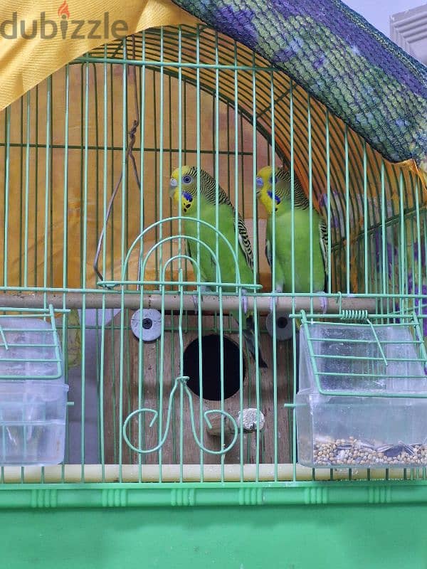 green budgies pair 2